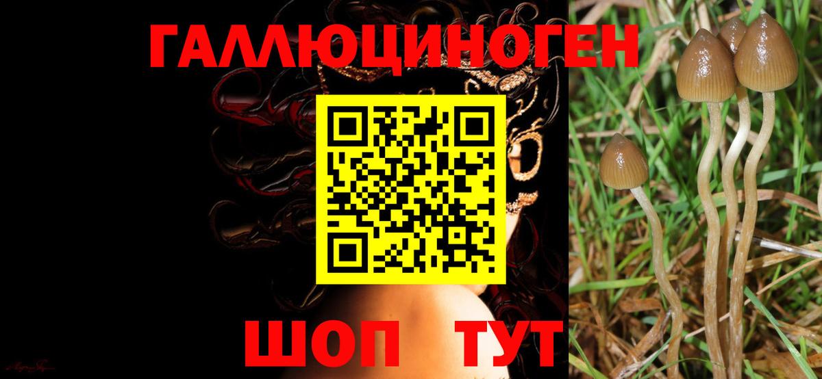 Псилоцибиновые грибы Cubensis Новый Уренгой